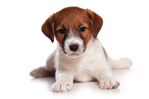 Cute photo of Hospitality Hound